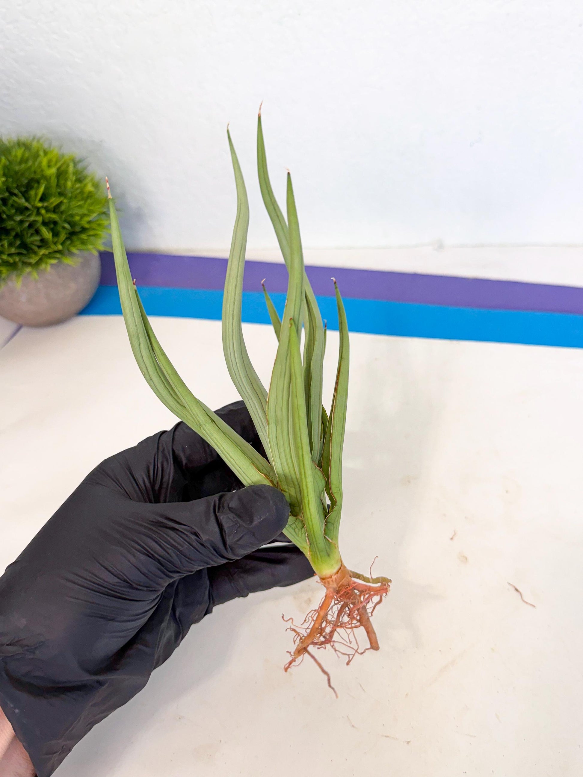 Sansevieria Dancing Dragon (ca4) (o) | Rare Hybrids
