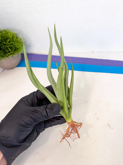 Sansevieria Dancing Dragon (ca4) (o) | Rare Hybrids