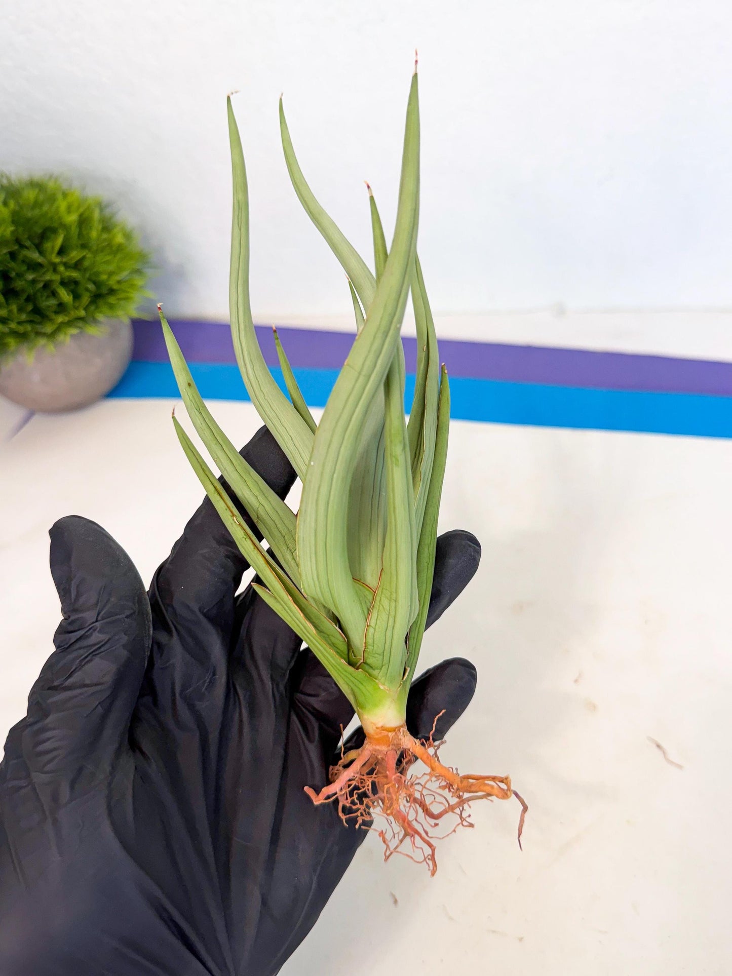 Sansevieria Dancing Dragon (ca4) (o) | Rare Hybrids