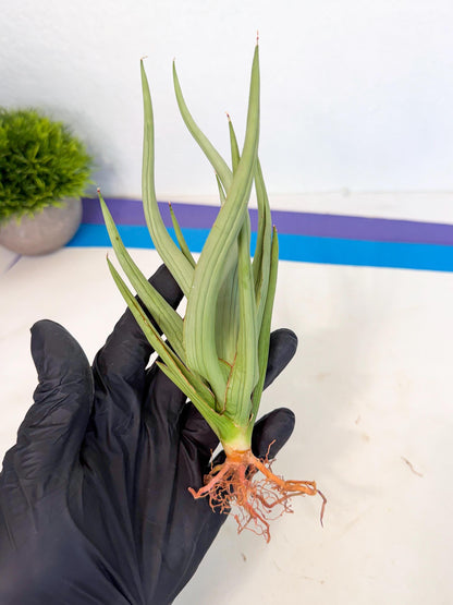 Sansevieria Dancing Dragon (ca4) (o) | Rare Hybrids