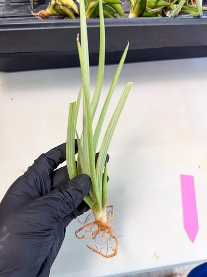 Sansevieria Dancing Dragon (ca4) (p) | Rare Hybrids