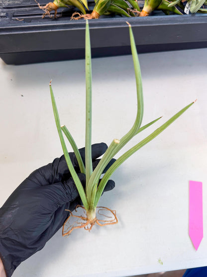 Sansevieria Dancing Dragon (ca4) (p) | Rare Hybrids