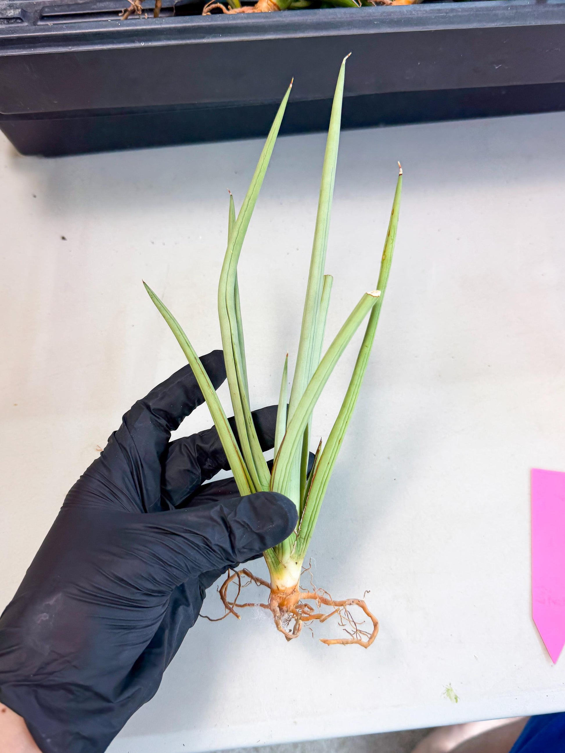 Sansevieria Dancing Dragon (ca4) (p) | Rare Hybrids