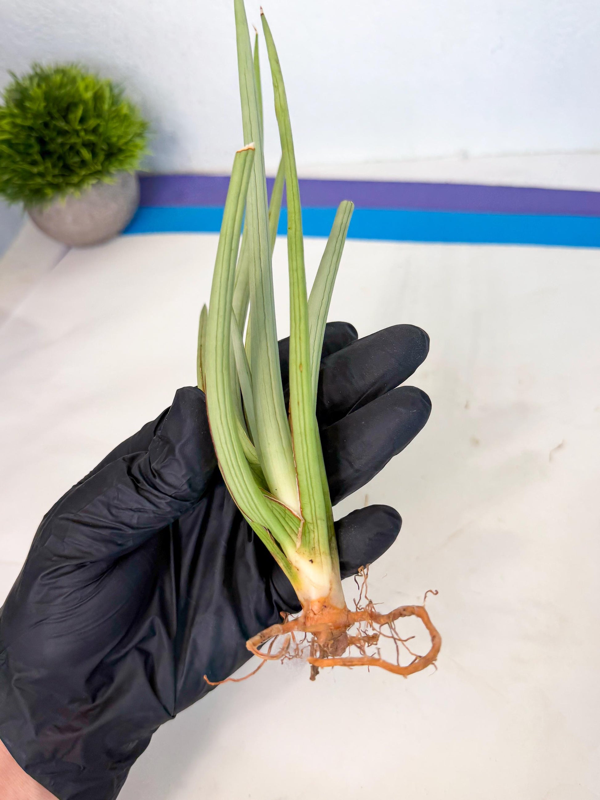 Sansevieria Dancing Dragon (ca4) (p) | Rare Hybrids