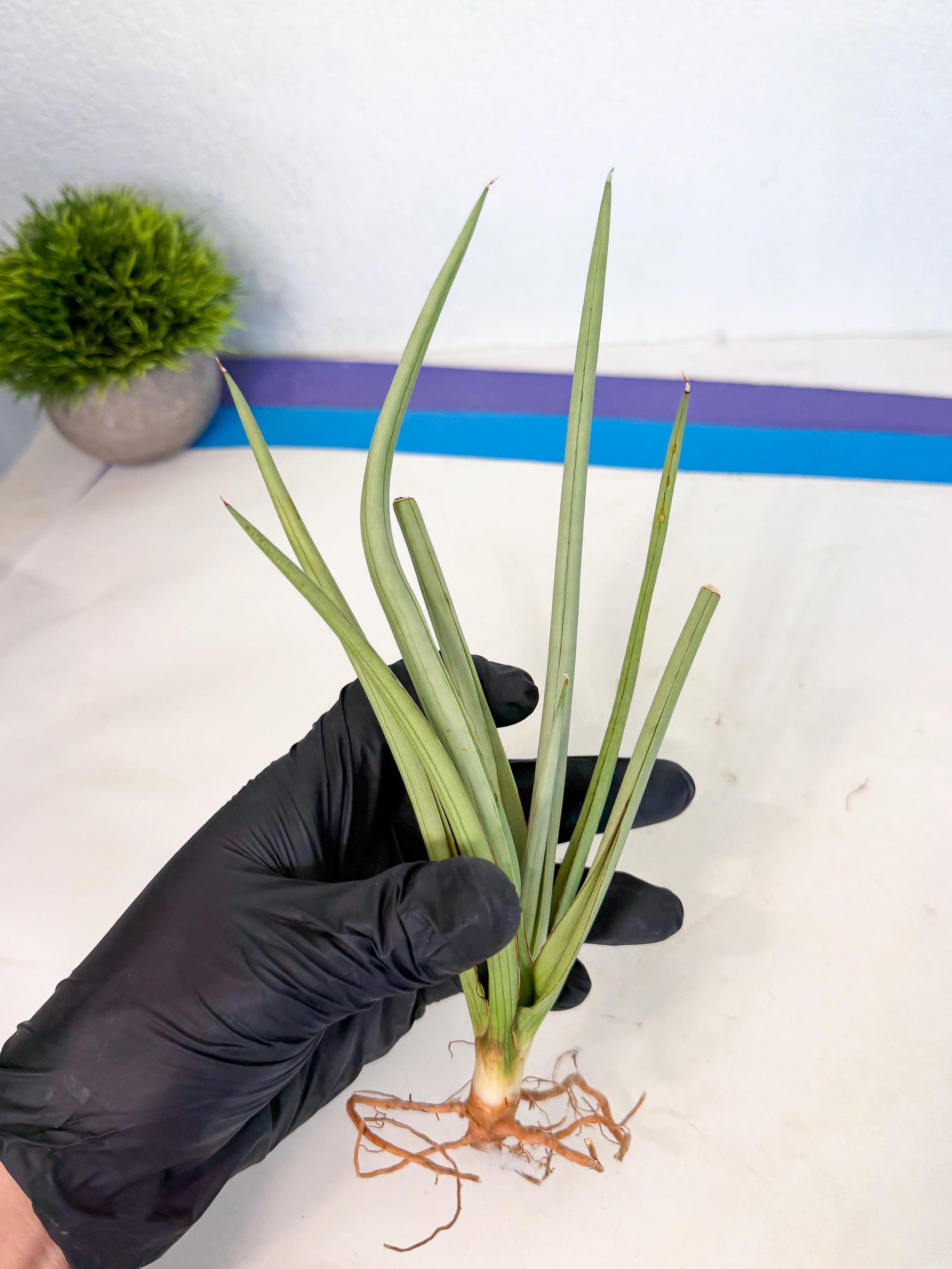 Sansevieria Dancing Dragon (ca4) (p) | Rare Hybrids