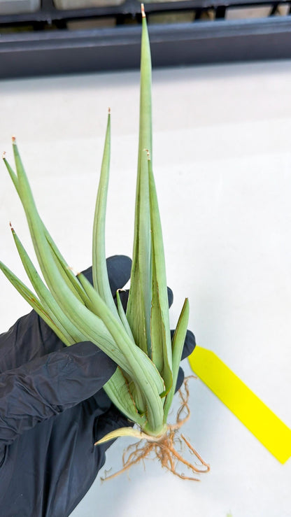 Sansevieria Dancing Dragon (ca4) (y) | Rare Hybrids