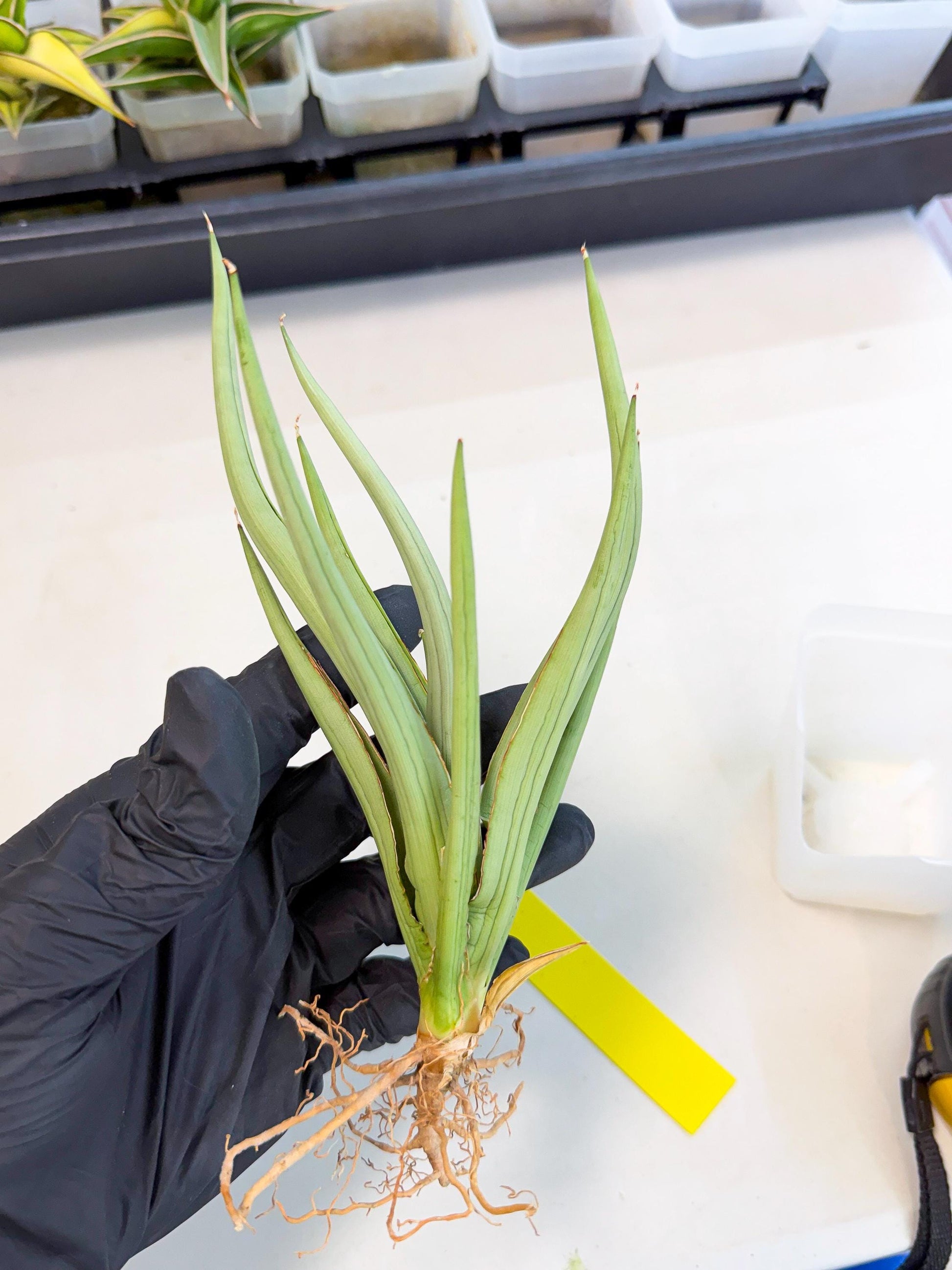Sansevieria Dancing Dragon (ca4) (y) | Rare Hybrids