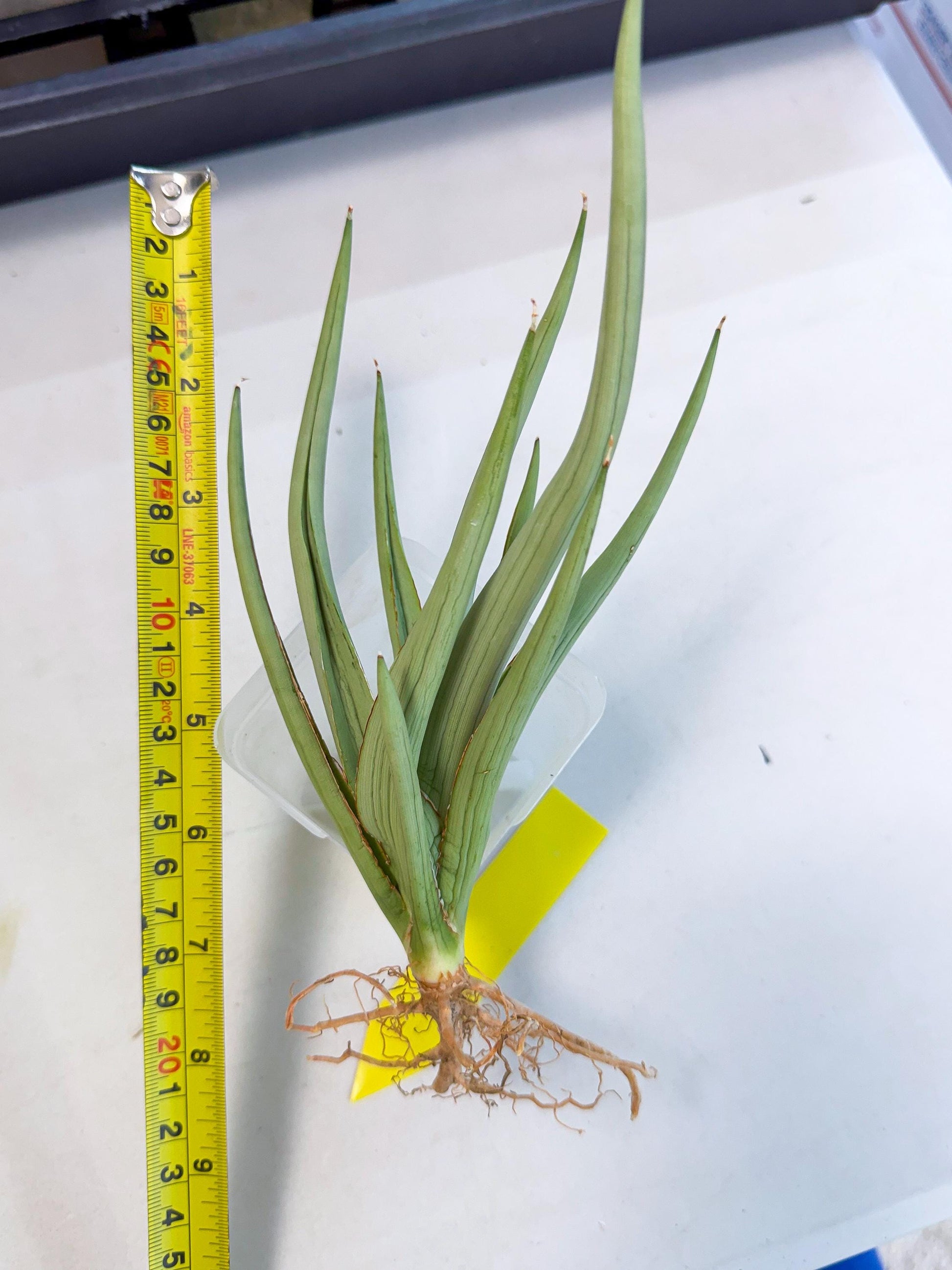 Sansevieria Dancing Dragon (ca4) (y) | Rare Hybrids