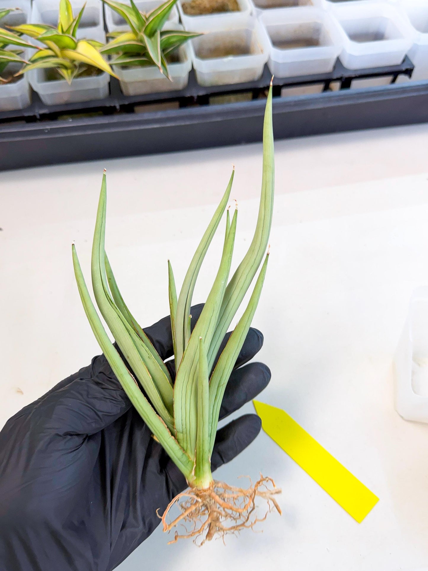 Sansevieria Dancing Dragon (ca4) (y) | Rare Hybrids