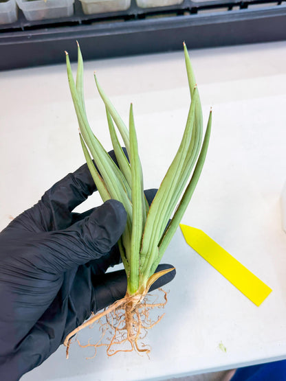 Sansevieria Dancing Dragon (ca4) (y) | Rare Hybrids
