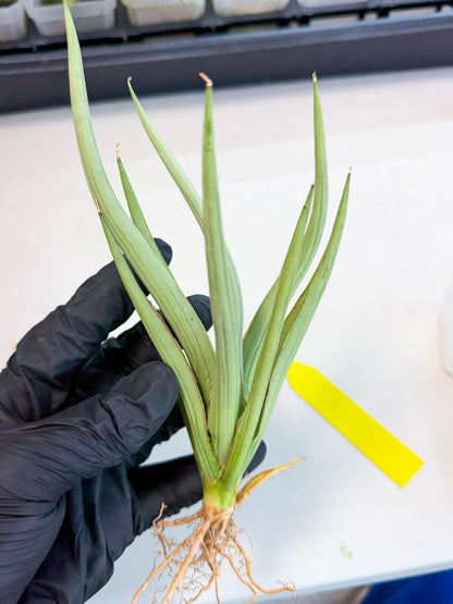 Sansevieria Dancing Dragon (ca4) (y) | Rare Hybrids