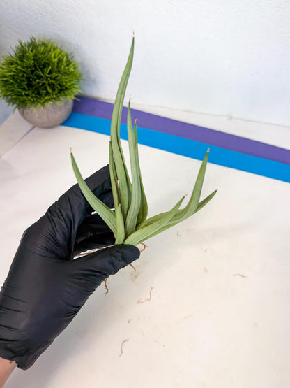Sansevieria Dancing Dragon (ca4) (y) | Rare Hybrids