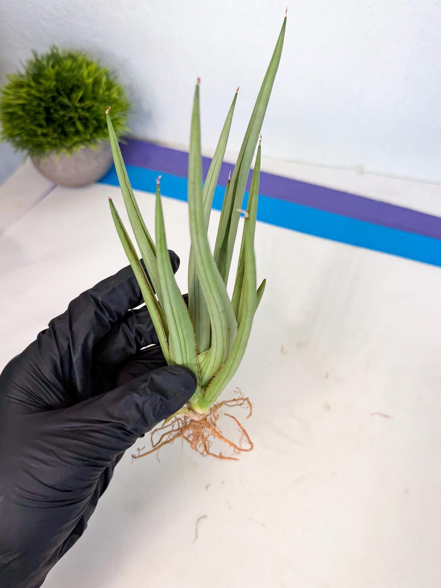 Sansevieria Dancing Dragon (ca4) (y) | Rare Hybrids
