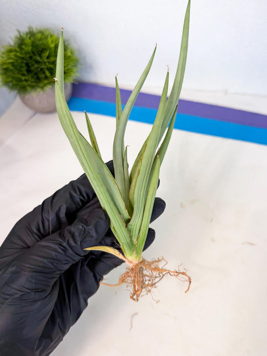 Sansevieria Dancing Dragon (ca4) (y) | Rare Hybrids