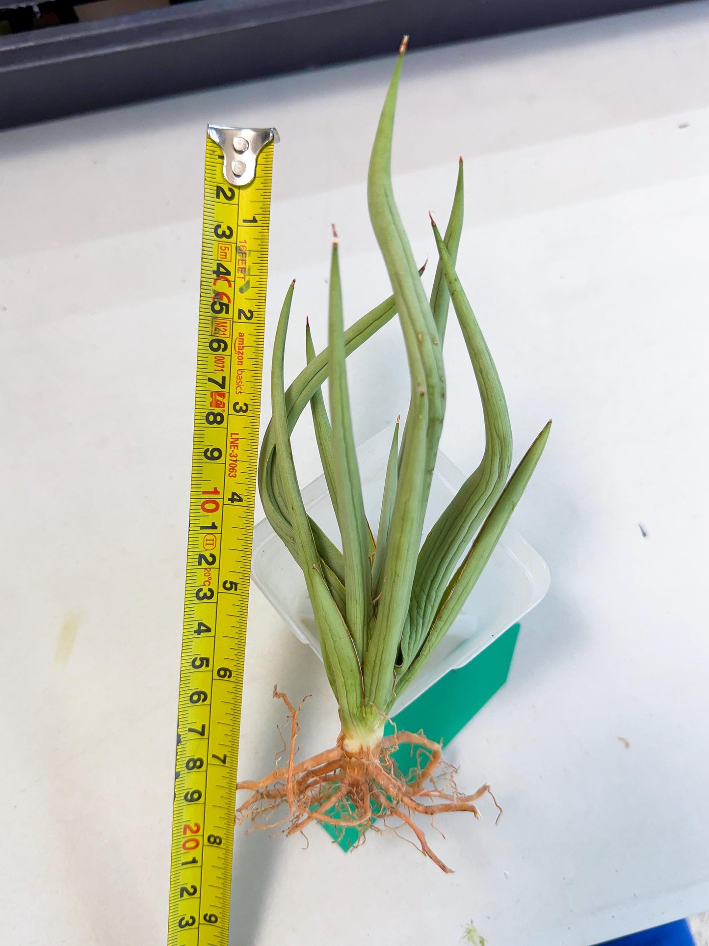 Sansevieria Dancing Dragon (ca4) (g) | Rare Hybrids