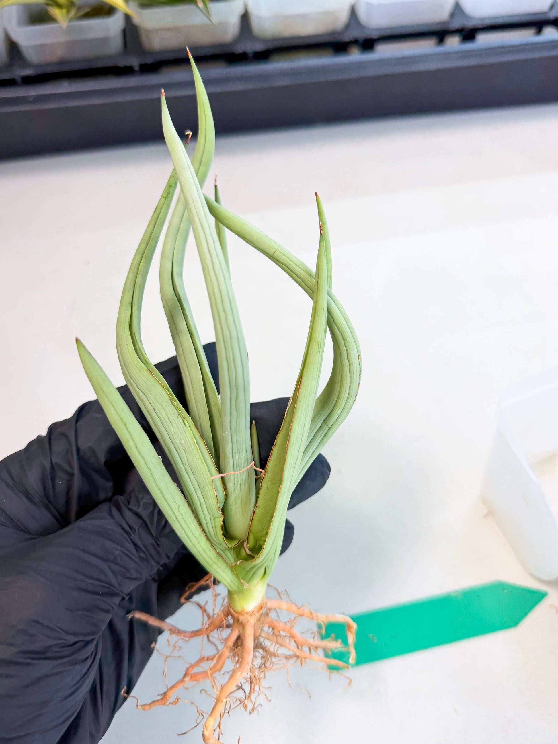 Sansevieria Dancing Dragon (ca4) (g) | Rare Hybrids