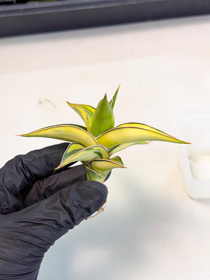 Sansevieria 23251 Var (ca4) (2) | Imported