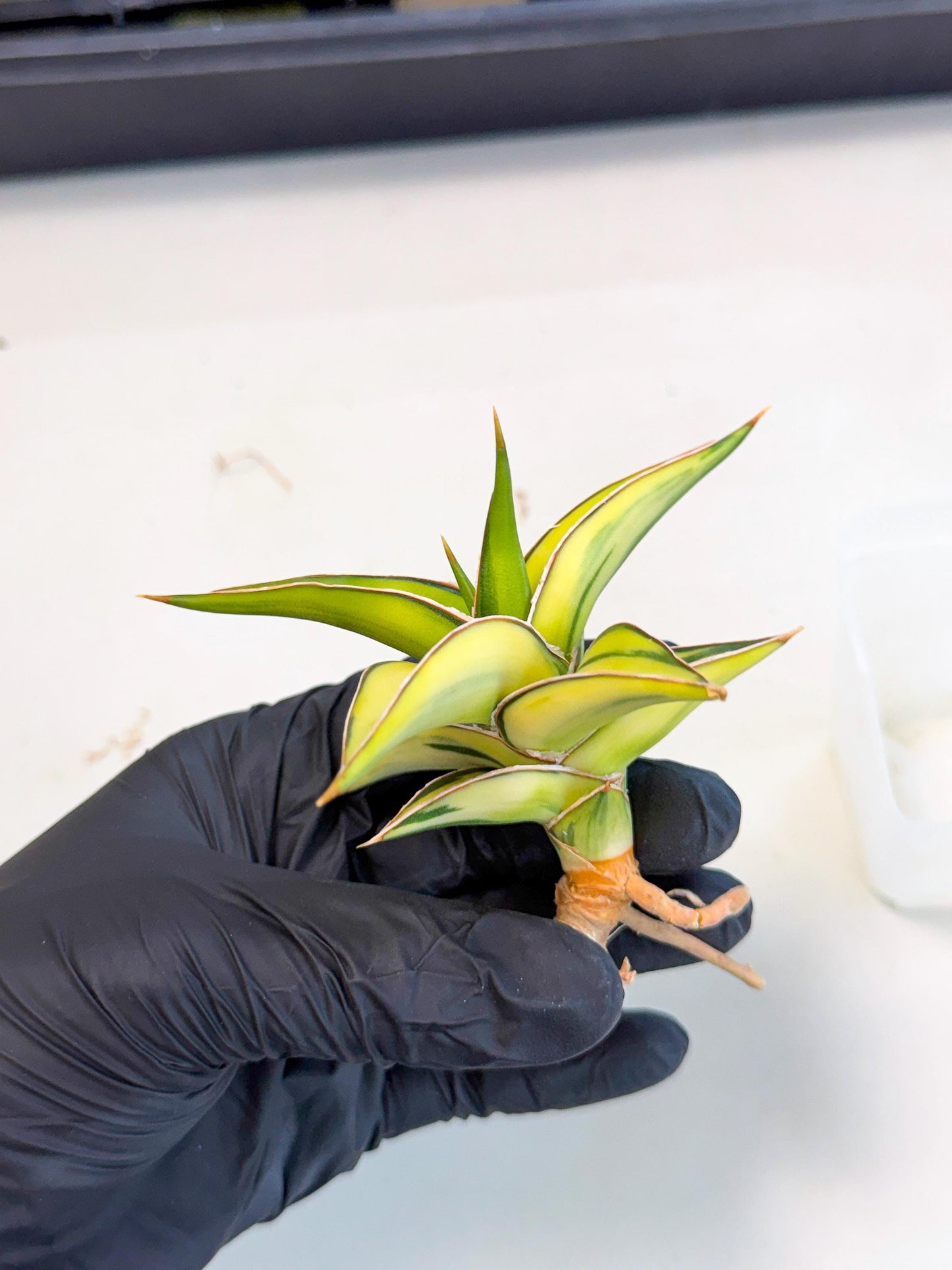 Sansevieria 23251 Var (ca4) (2) | Imported
