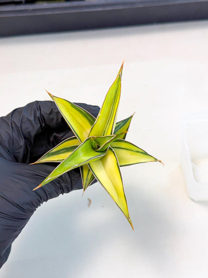 Sansevieria 23251 Var (ca4) (2) | Imported