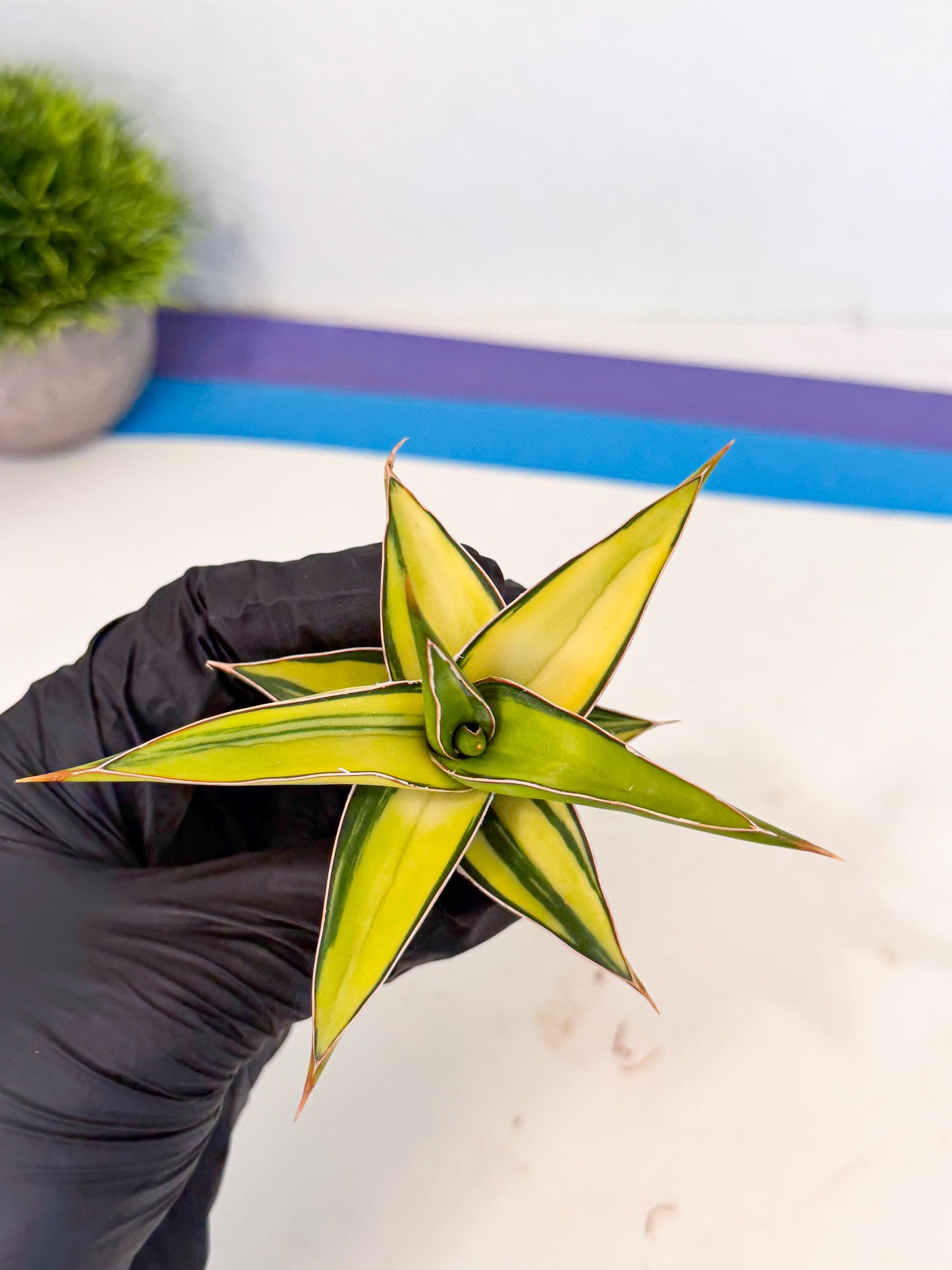 Sansevieria 23251 Var (ca4) (2) | Imported