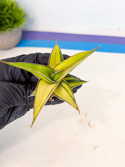 Sansevieria 23251 Var (ca4) (2) | Imported