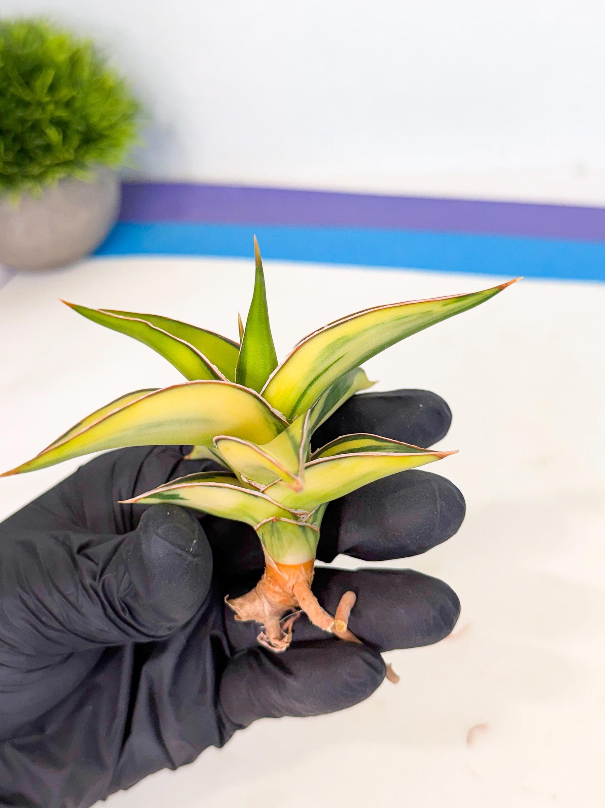 Sansevieria 23251 Var (ca4) (2) | Imported