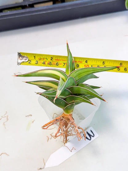 Sansevieria 23251 Var (ca4) (3) | Imported