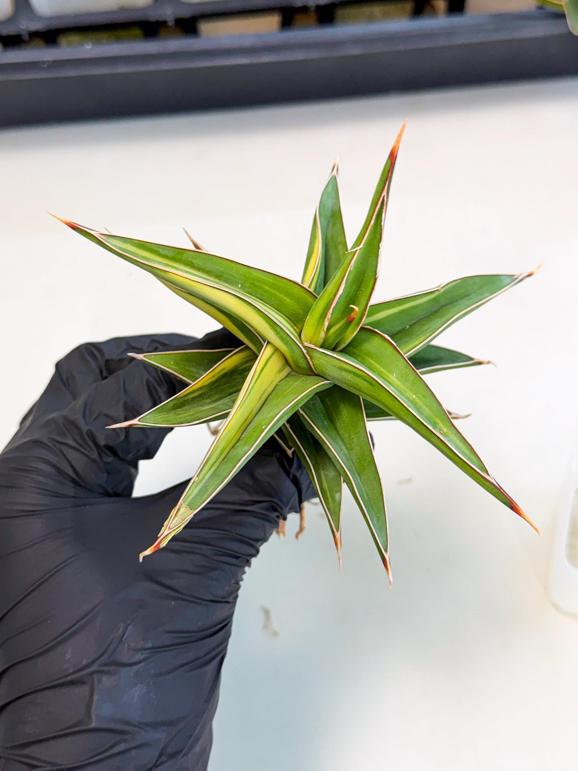 Sansevieria 23251 Var (ca4) (3) | Imported