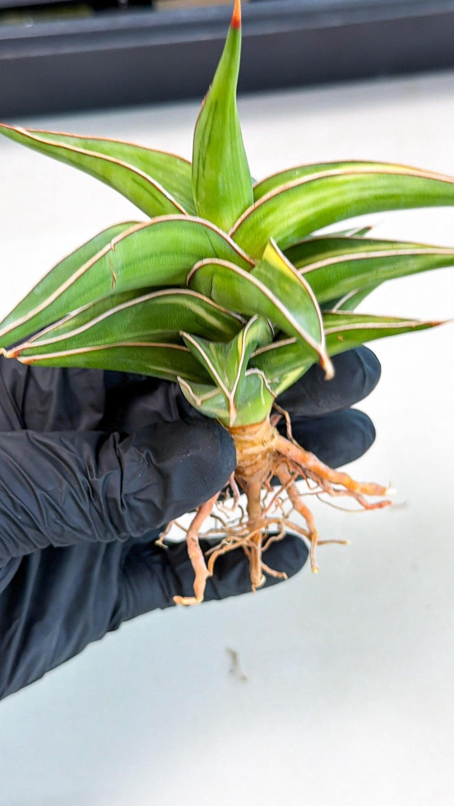 Sansevieria 23251 Var (ca4) (3) | Imported