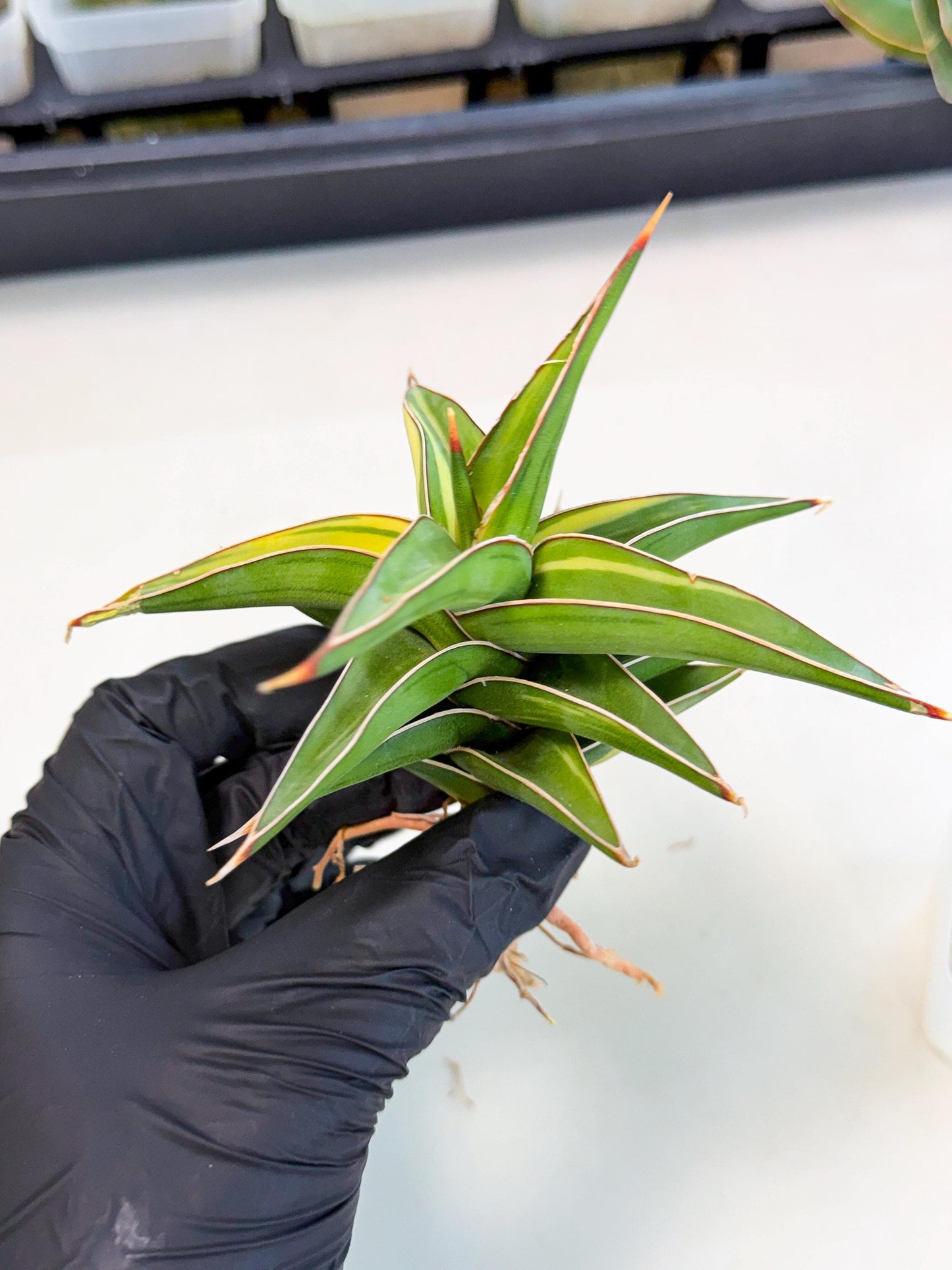 Sansevieria 23251 Var (ca4) (3) | Imported