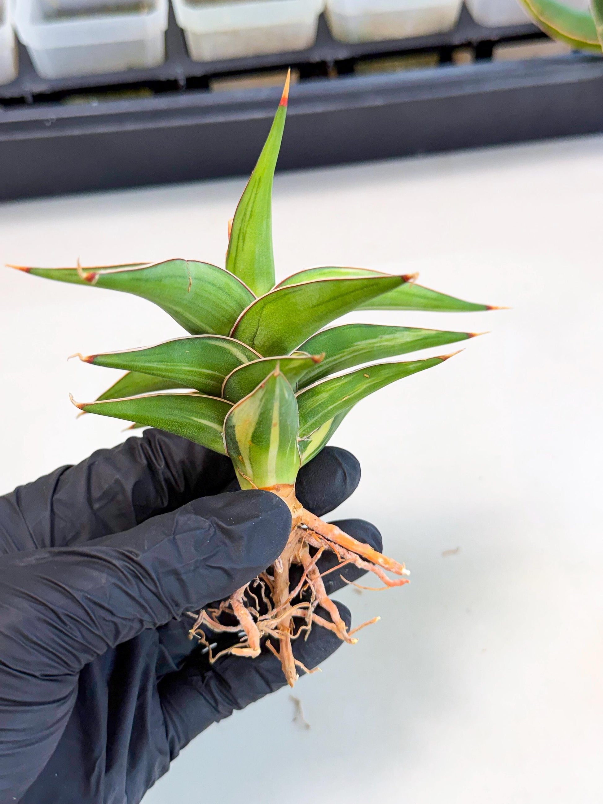 Sansevieria 23251 Var (ca4) (3) | Imported