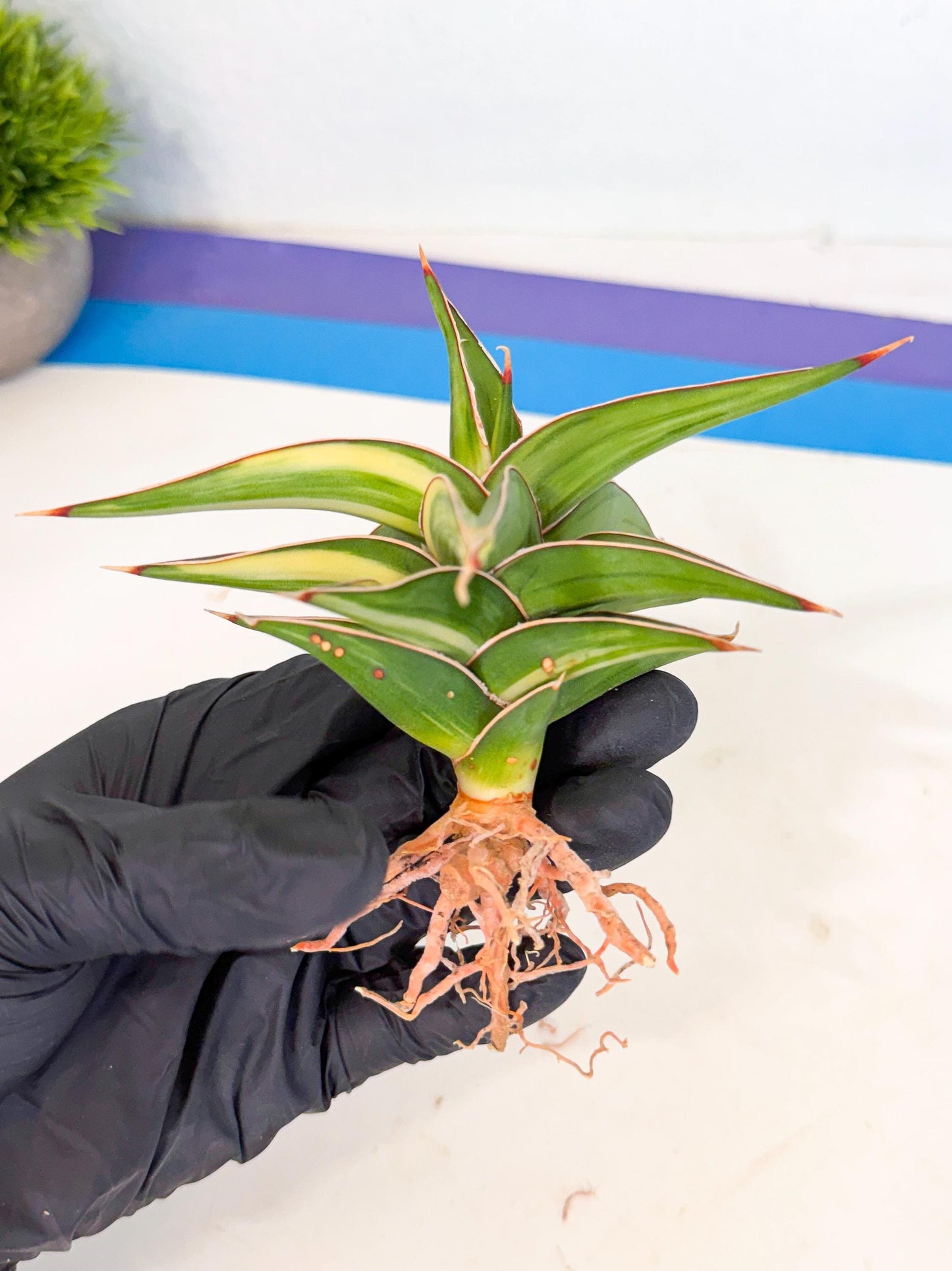 Sansevieria 23251 Var (ca4) (3) | Imported