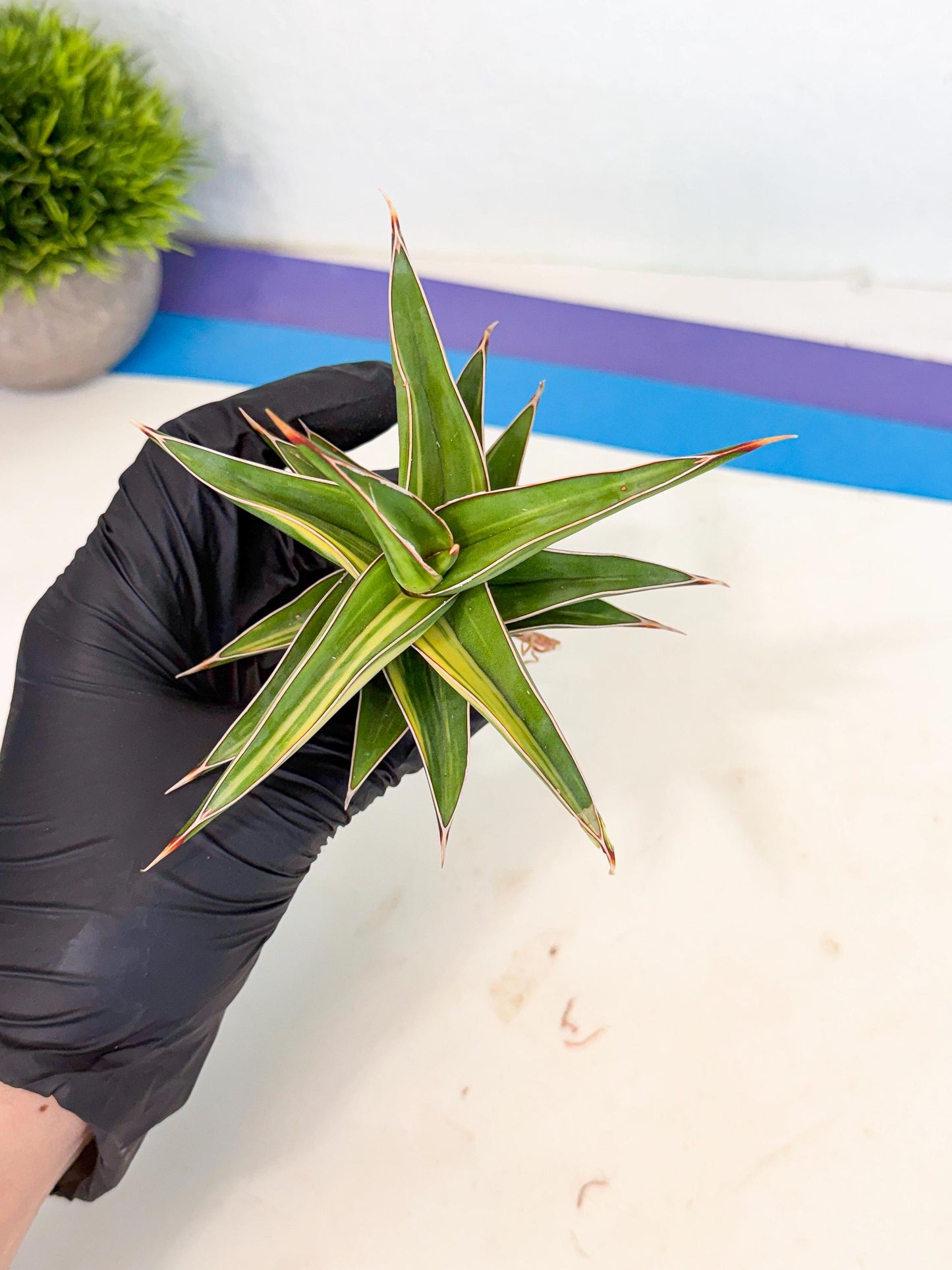 Sansevieria 23251 Var (ca4) (3) | Imported