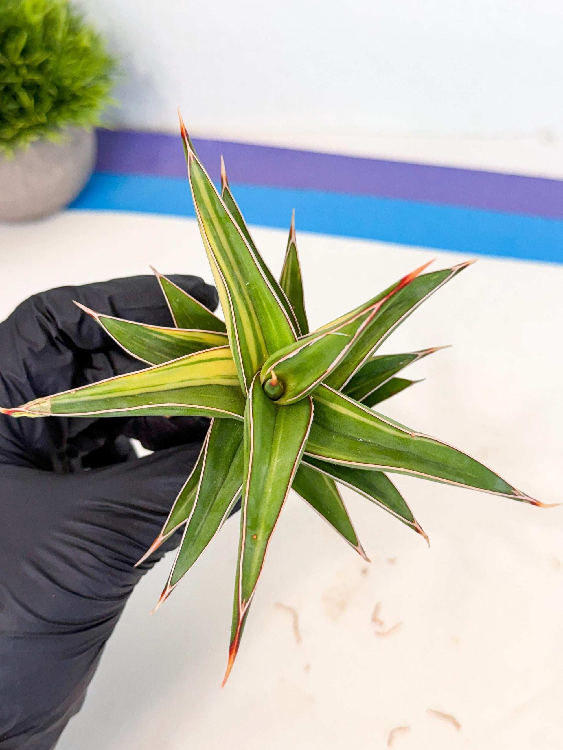 Sansevieria 23251 Var (ca4) (3) | Imported