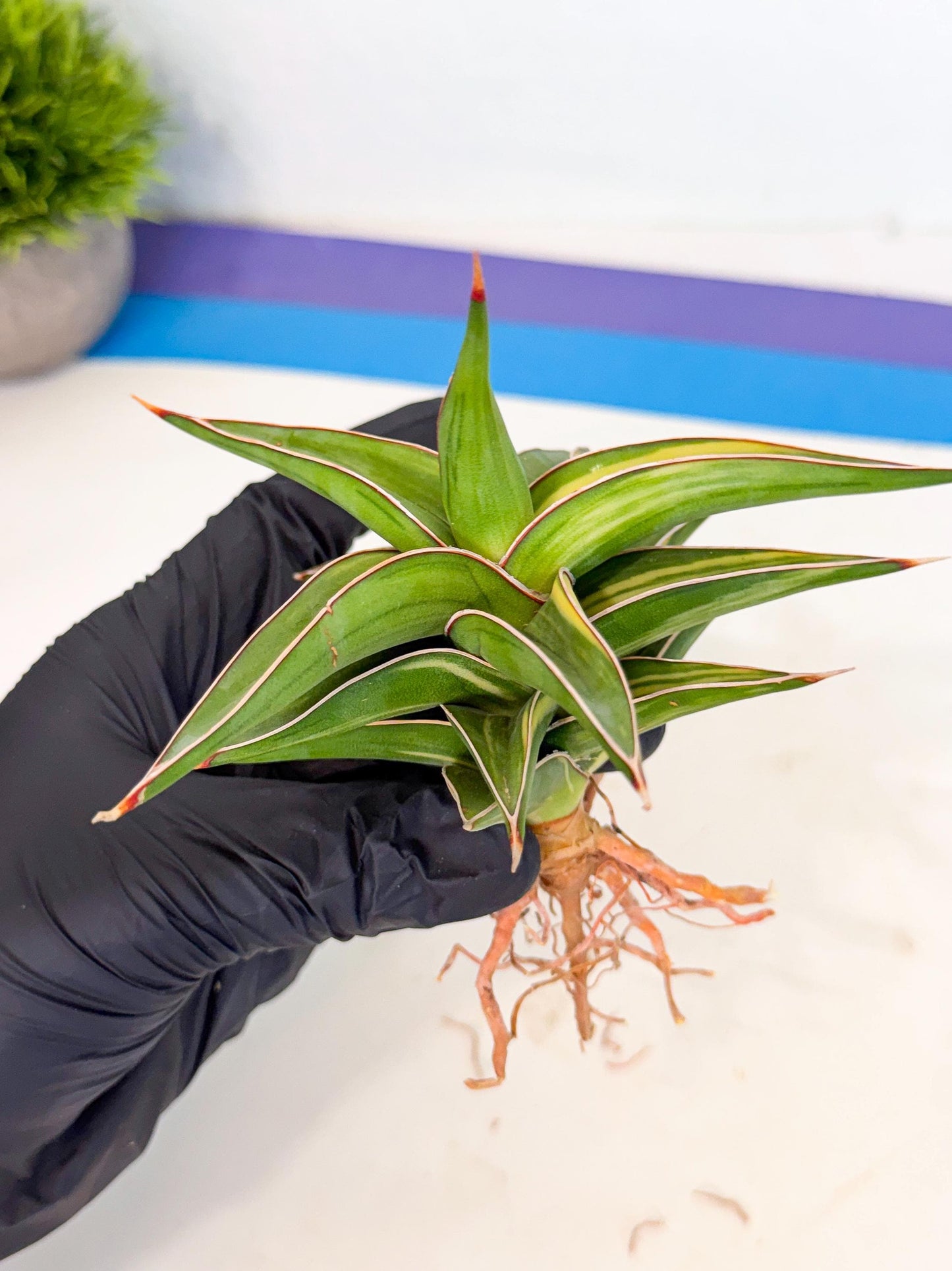 Sansevieria 23251 Var (ca4) (3) | Imported