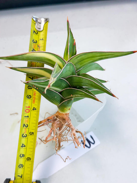 Sansevieria 23251 Var (ca4) (3) | Imported