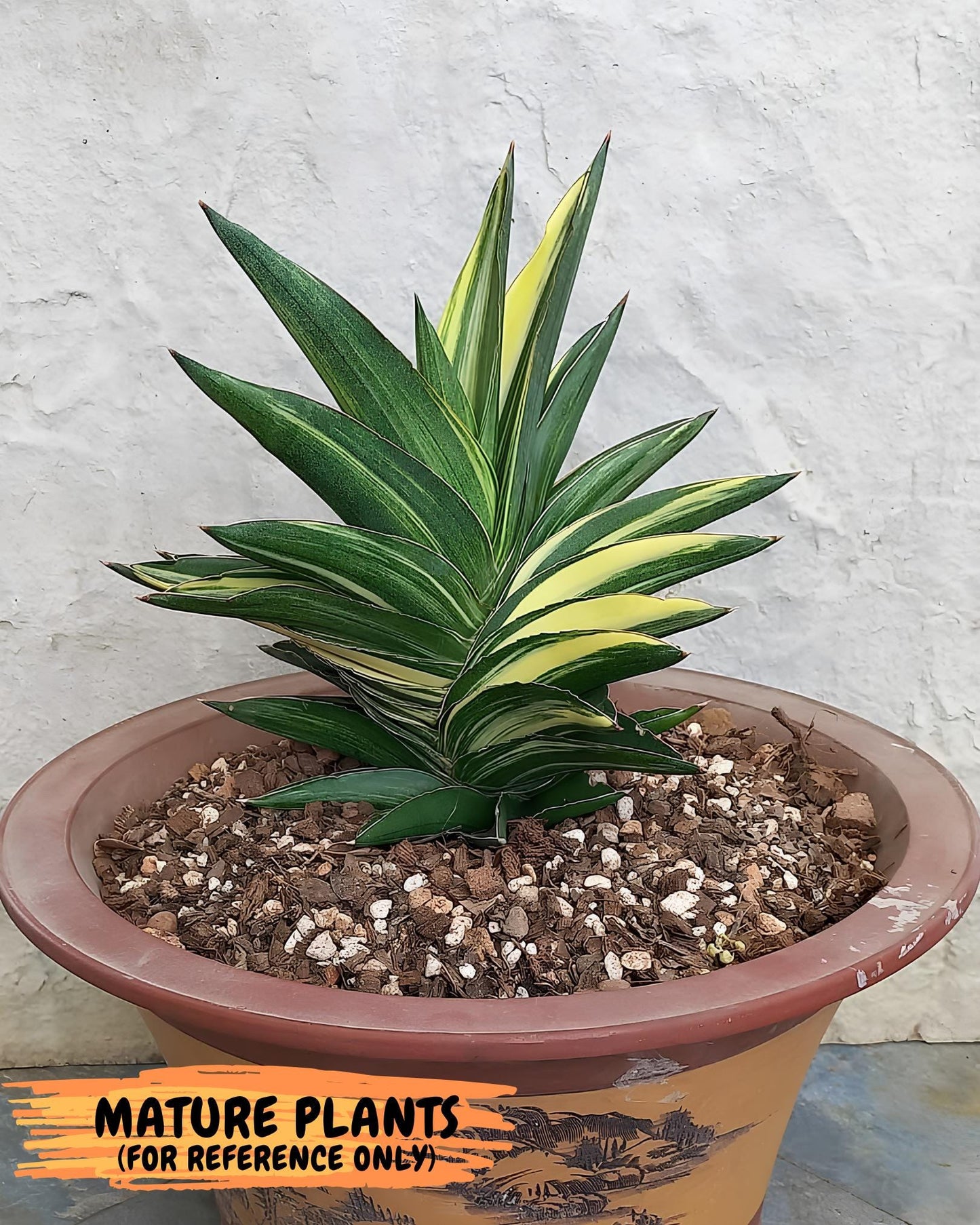 Sansevieria Adaman Var (ca4) (7) | Imported House Plants
