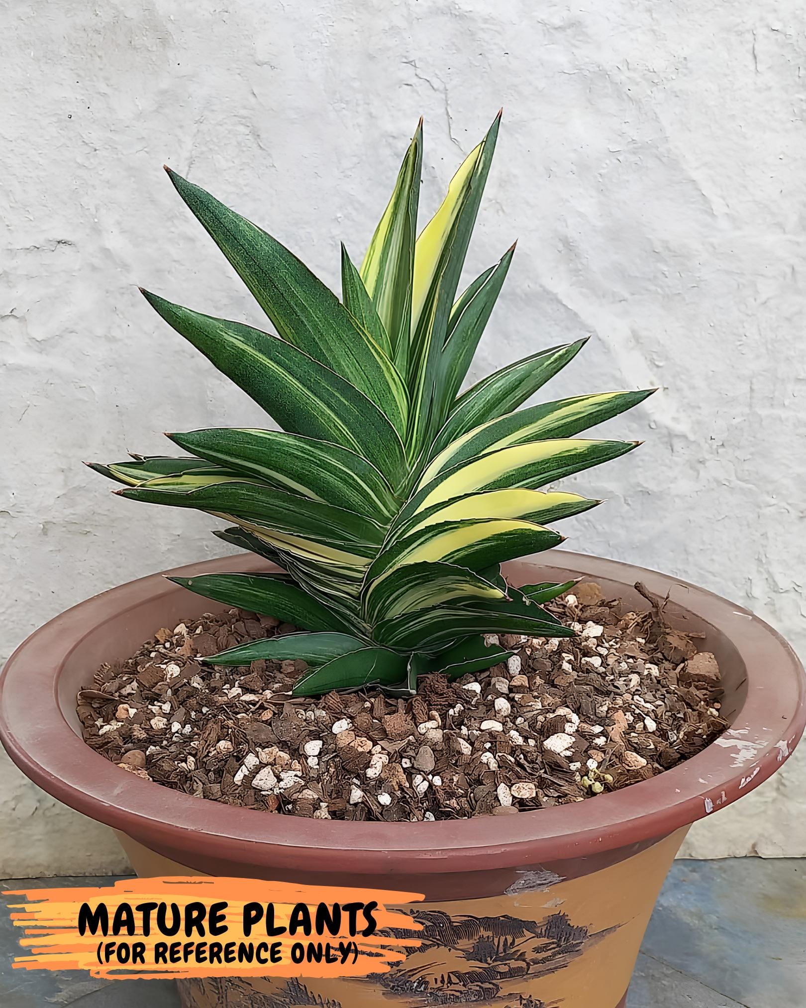 Sansevieria Adaman Var (ca4) (7) | Imported House Plants