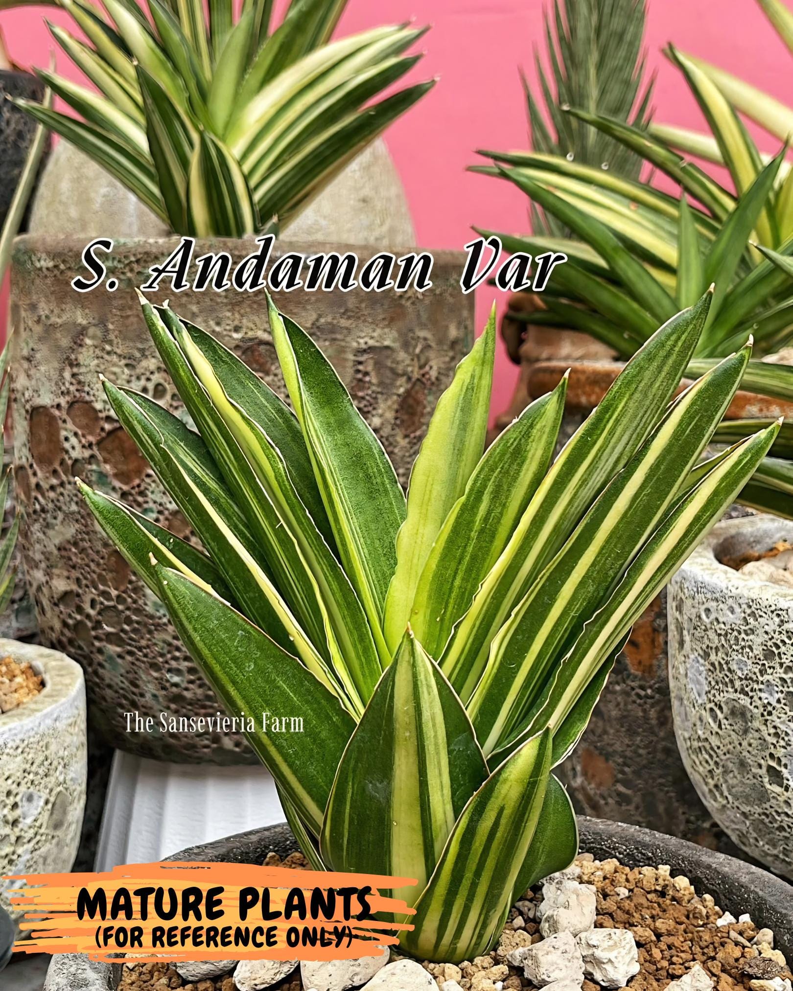 Sansevieria Adaman Var (ca4) (4) | Imported House Plants