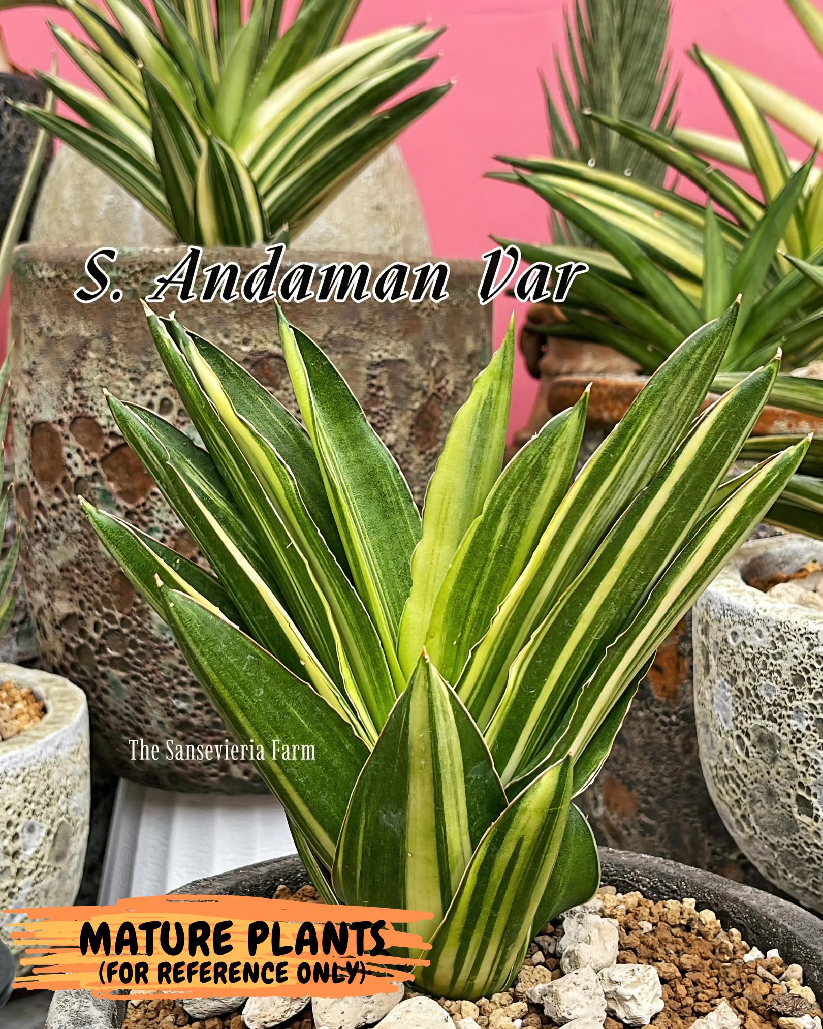 Sansevieria Adaman Var (ca4) (7) | Imported House Plants