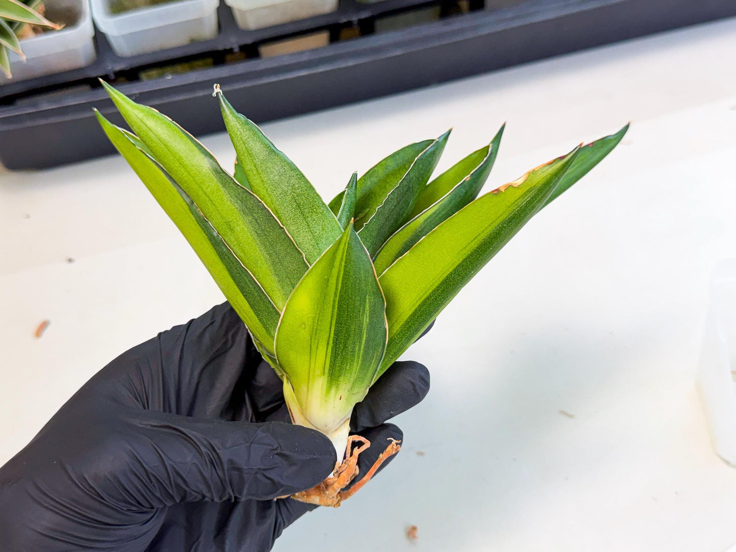 Sansevieria Adaman Var (ca4) (4) | Imported House Plants