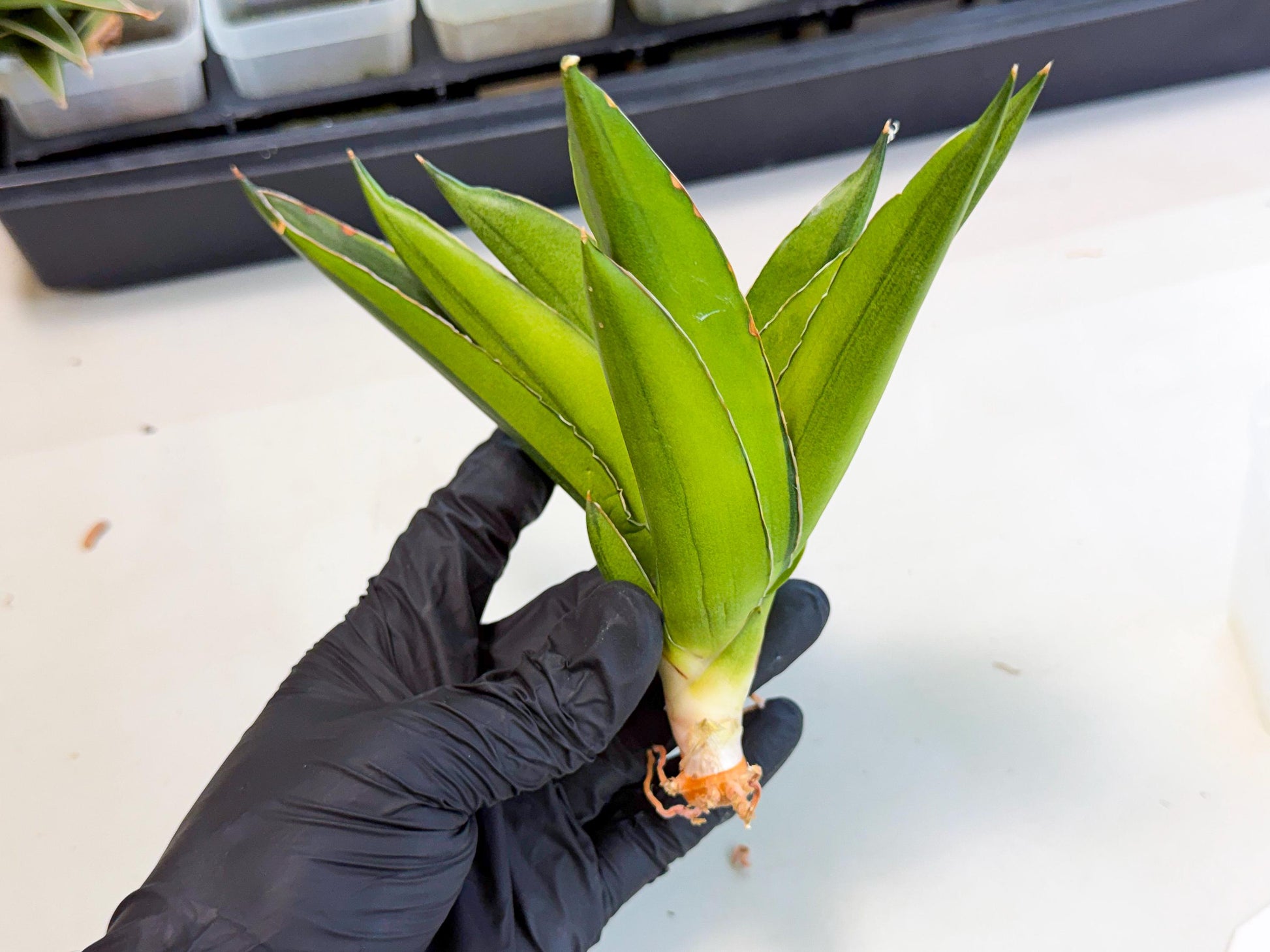 Sansevieria Adaman Var (ca4) (4) | Imported House Plants