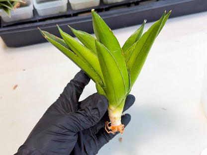 Sansevieria Adaman Var (ca4) (4) | Imported House Plants
