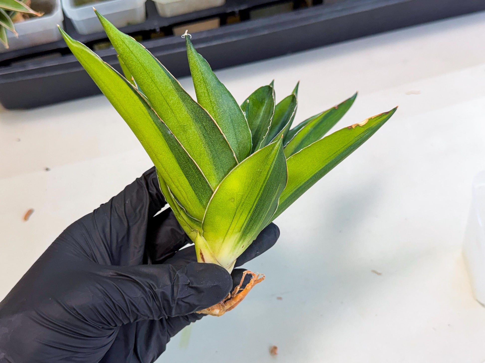Sansevieria Adaman Var (ca4) (4) | Imported House Plants