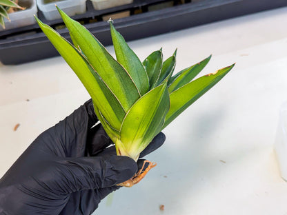 Sansevieria Adaman Var (ca4) (4) | Imported House Plants