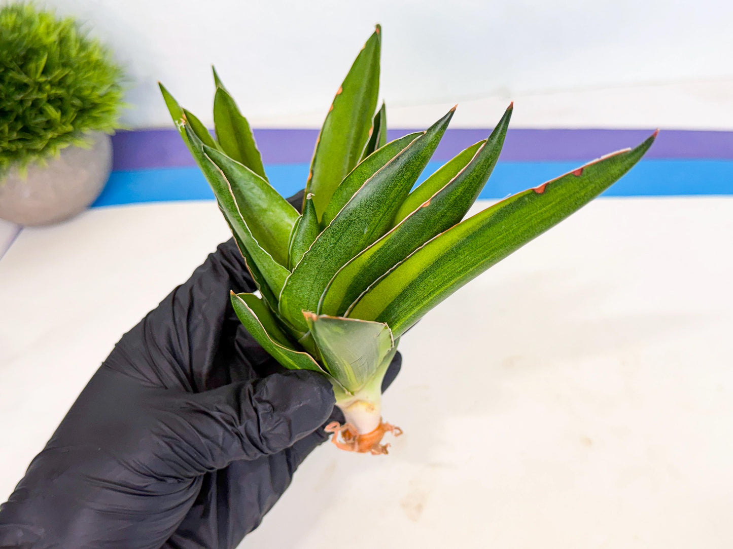 Sansevieria Adaman Var (ca4) (4) | Imported House Plants