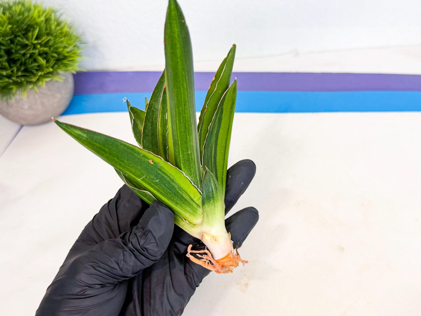 Sansevieria Adaman Var (ca4) (4) | Imported House Plants