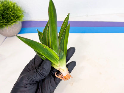 Sansevieria Adaman Var (ca4) (4) | Imported House Plants
