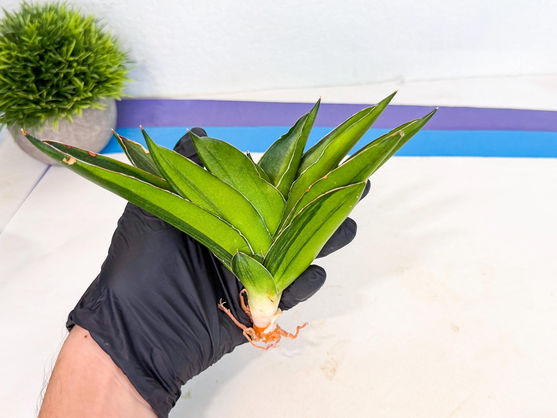 Sansevieria Adaman Var (ca4) (4) | Imported House Plants