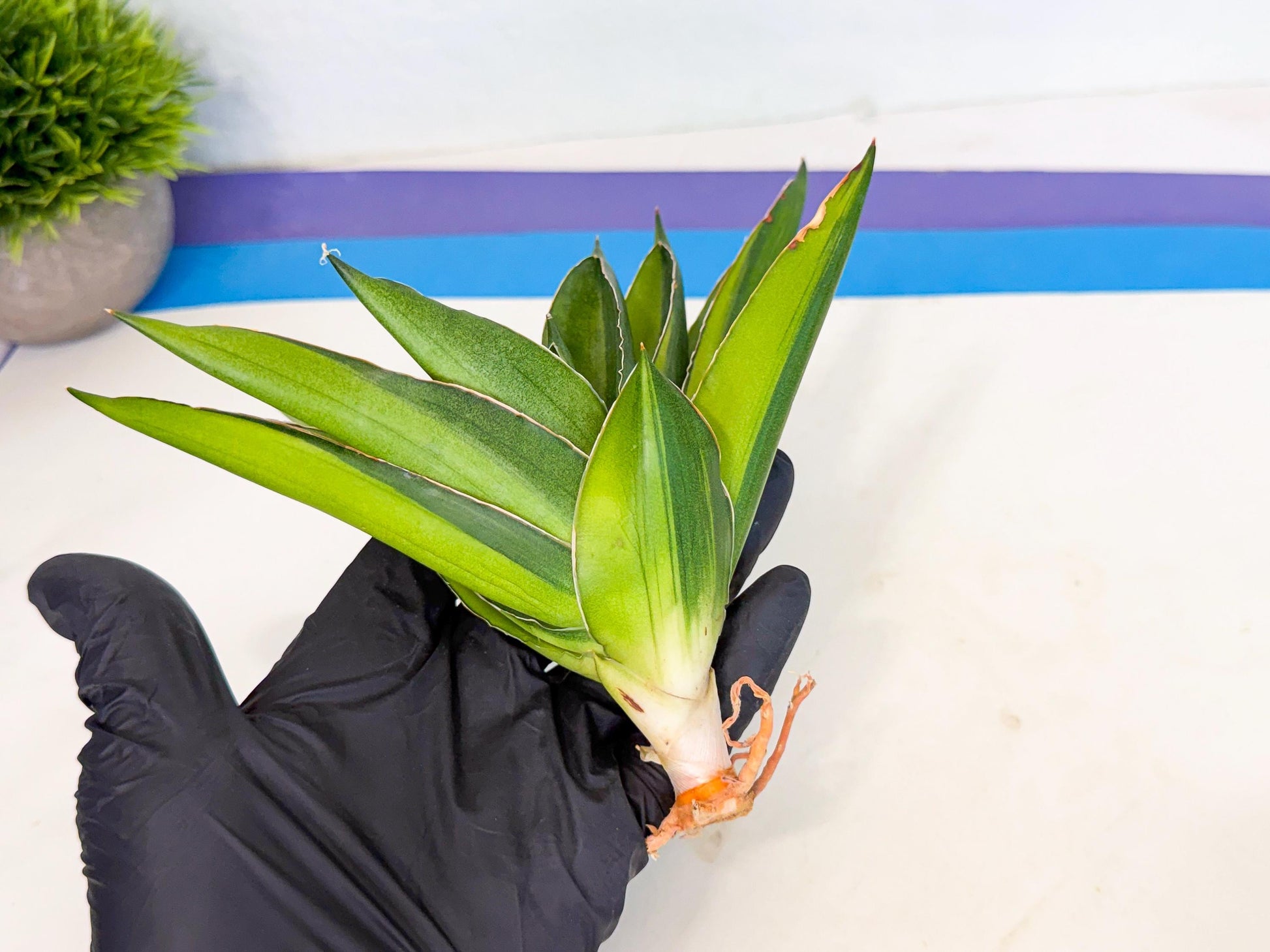Sansevieria Adaman Var (ca4) (4) | Imported House Plants